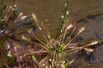 Spoonleaf sundew